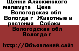 Щенки Аляскинского  маламута › Цена ­ 30 000 - Вологодская обл., Вологда г. Животные и растения » Собаки   . Вологодская обл.,Вологда г.